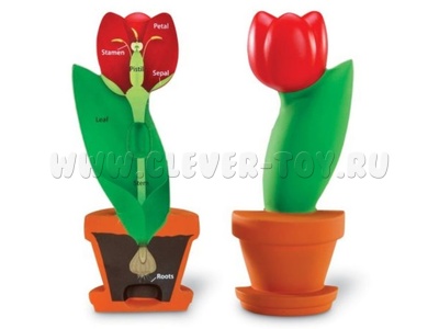 Цветок модель в сечении Цветок модель в сечении