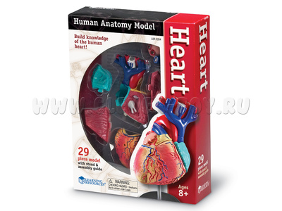 Конструктор "Анатомия человека. Сердце" (29 элементов) Конструктор "Анатомия человека. Сердце" (29 элементов)