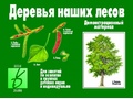 Демонстрационный материал "Деревья наших лесов" Демонстрационный материал "Деревья наших лесов"
