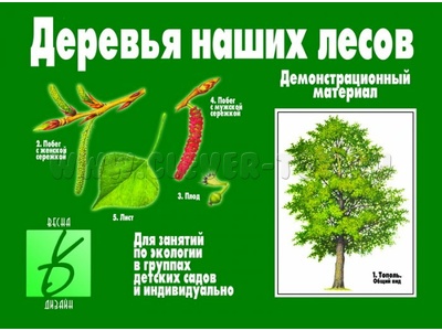 Демонстрационный материал "Деревья наших лесов" Демонстрационный материал "Деревья наших лесов"