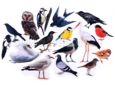 Птицы (демонстрационный материал, фетр) Птицы (демонстрационный материал, фетр)