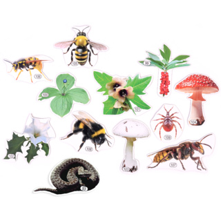 Набор магнитных карточек Лесные опасности (к плакату Лес, тема 10)