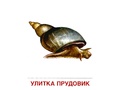 Демонстрационные картинки СУПЕР. Обитатели рек и озер (16 шт.) Демонстрационные картинки СУПЕР. Обитатели рек и озер (16 шт.)