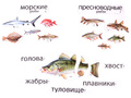 Набор магнитных карточек Кто такие рыбы? (к плакату Водоём, тема 1)