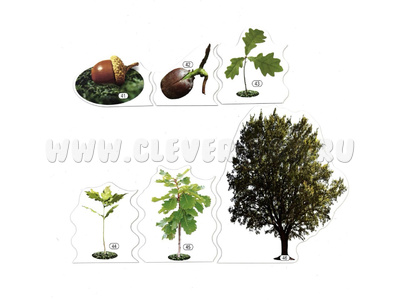 Набор магнитных карточек Жизнь дуба Изменения в жизни растения (к плакату Лес, тема 3)